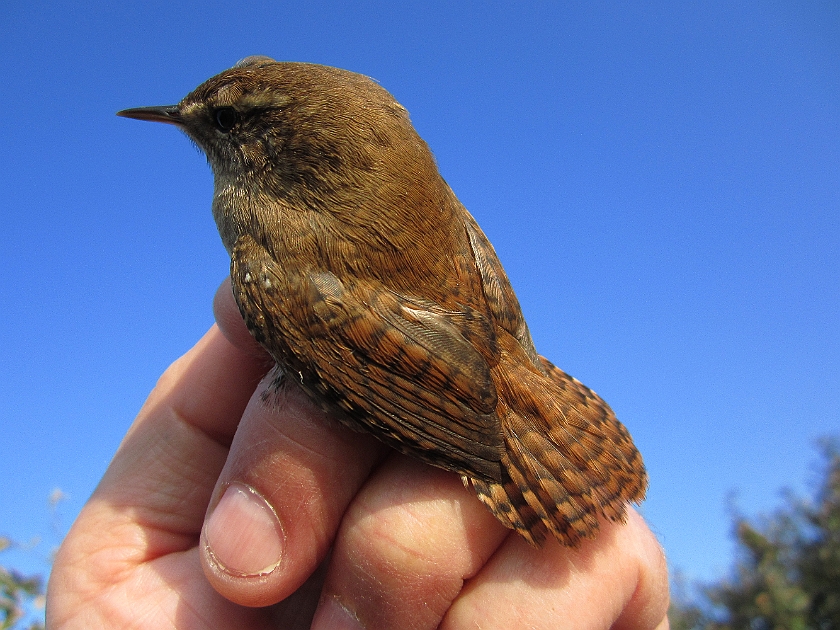 Winter Wren, Sundre 20120829